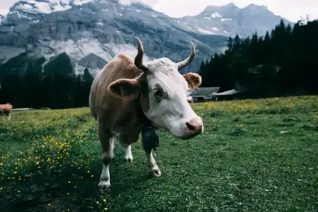 Beginn der Schweiz-Touren: Kauf der Vignette